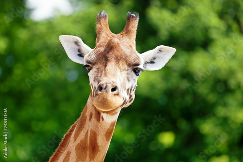 Close-up of a giraffe in front of some green trees, looking at the camera as if to say You looking at me? With space for text. photo