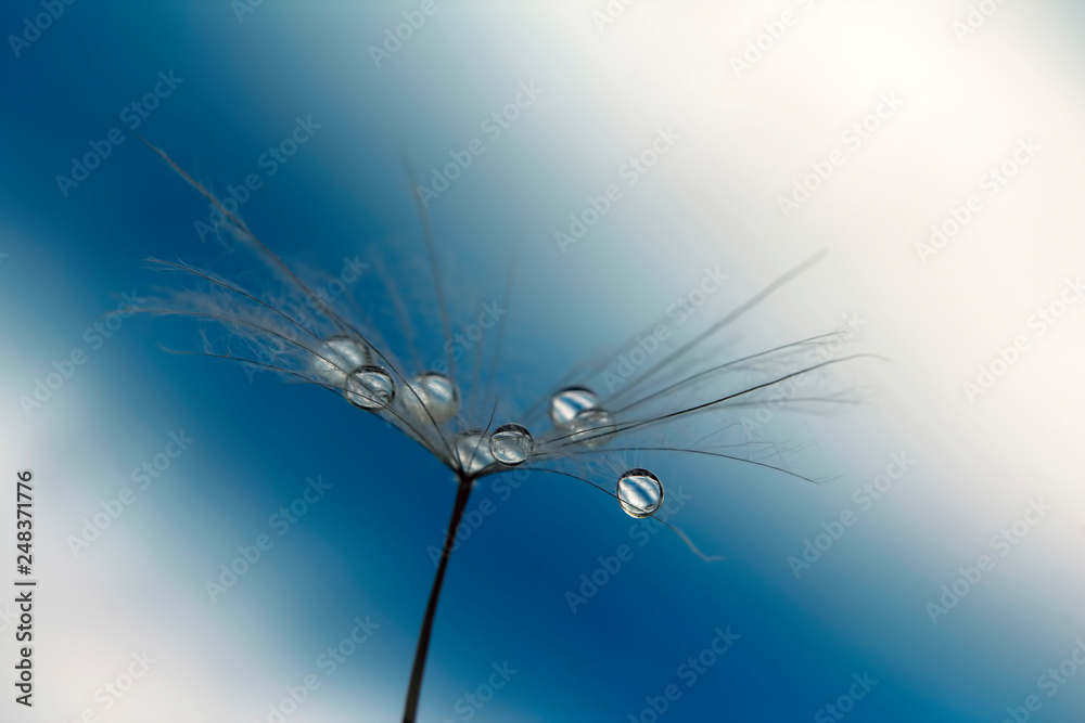 dandelion seed with drops of water dandelion seed with drops of water