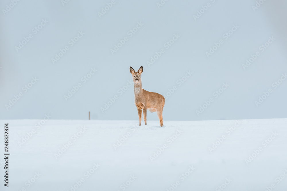 Young deer with brown fur looking for food on a snowy field with a forest in background. Thrilled facial expression staring straight. Bucks running over a field creating a picturesque winter landscape Young deer with brown fur looking for food on a snowy field with a forest in background. Thrilled facial expression staring straight. Bucks running over a field creating a picturesque winter landscape