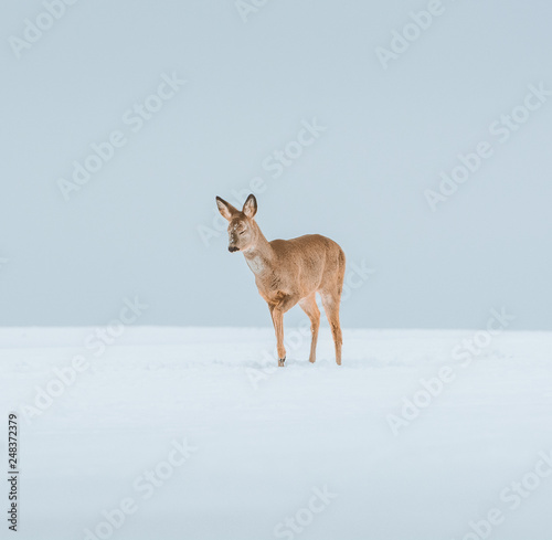 Young deer with brown fur looking for food on a snowy field with a forest in background. Thrilled facial expression staring straight. Bucks running over a field creating a picturesque winter landscape