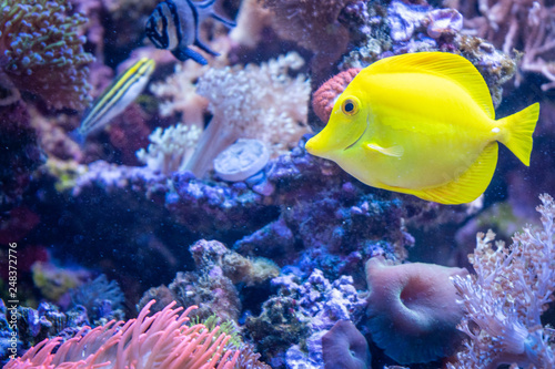 Gelber Doktorfisch im Aquarium