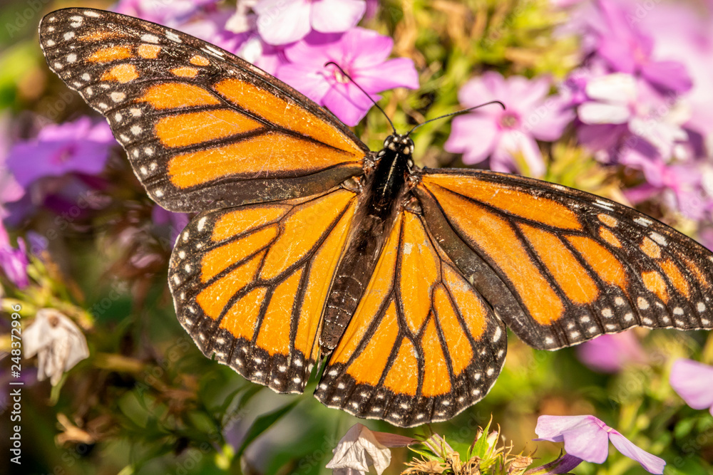 Naklejka premium monarch butterfly, Danaus plexippus