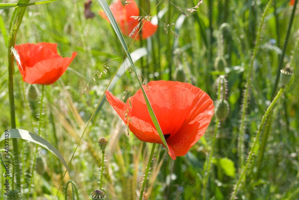 Fototapeta premium mohnblumen