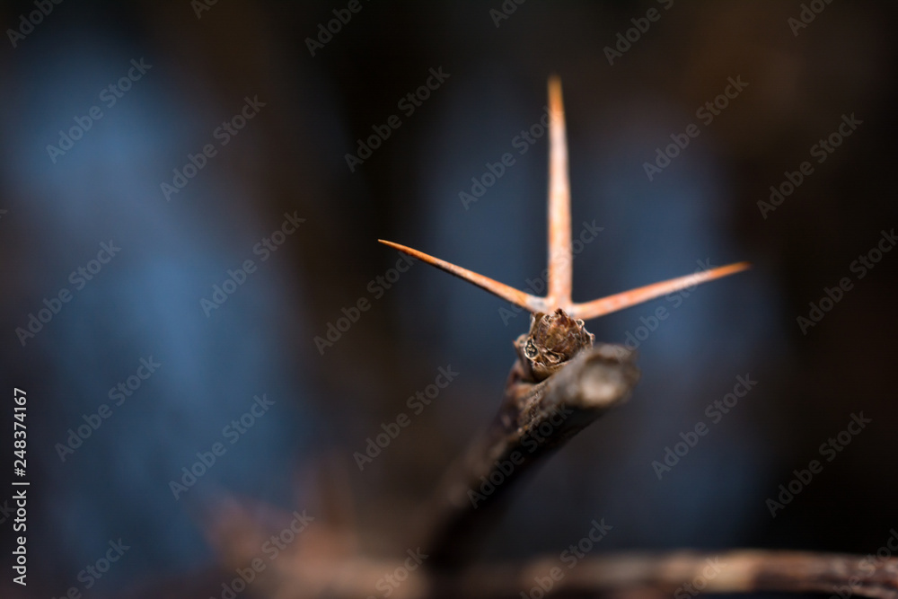 macro macro