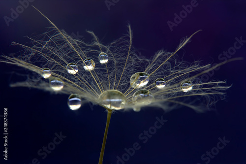 Macro photo of dandelion flower with water drops