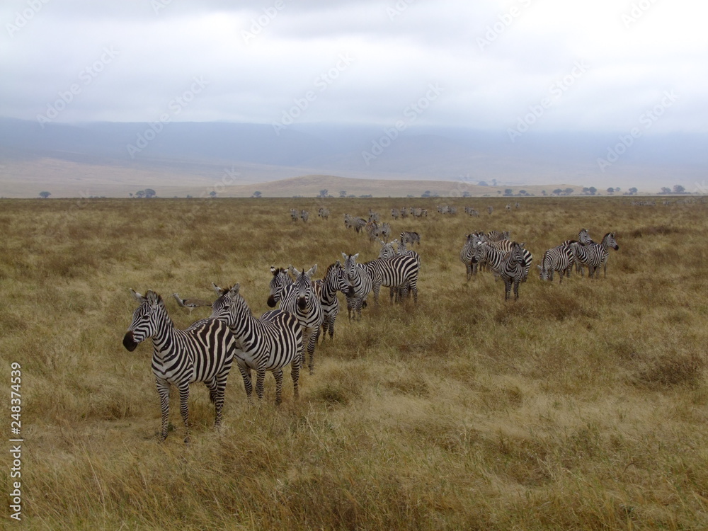 Fototapeta premium Zebra Herde in der Savanne