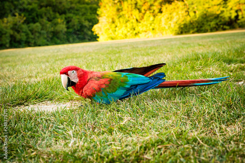 A colorful parrot known as 'Guacamaya' plays around in the grass in Yutaje, Venezuela photo