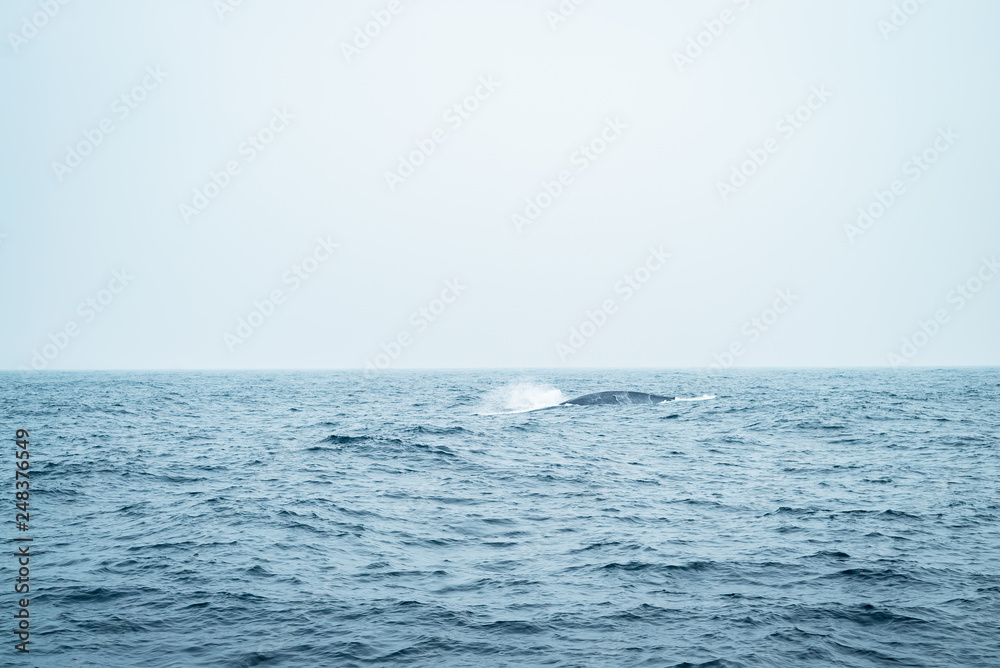 A young humpback whale calf plays in the green water of the Indian ocean close