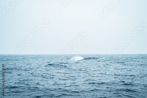 A young humpback whale calf plays in the green water of the Indian ocean close
