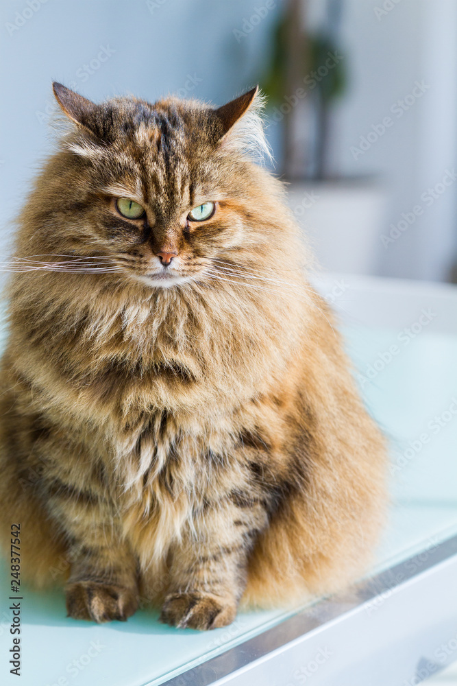 Adorable siberian cat of livestock in relax in a garden, haired female