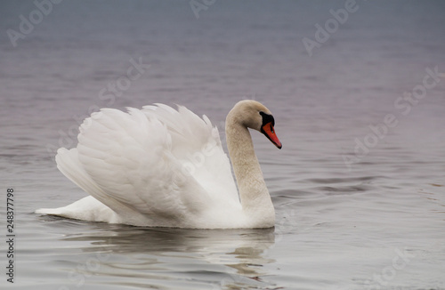 Fototapeta Naklejka Na Ścianę i Meble -  Beautiful white elegant swans bird on a foggy winter river.