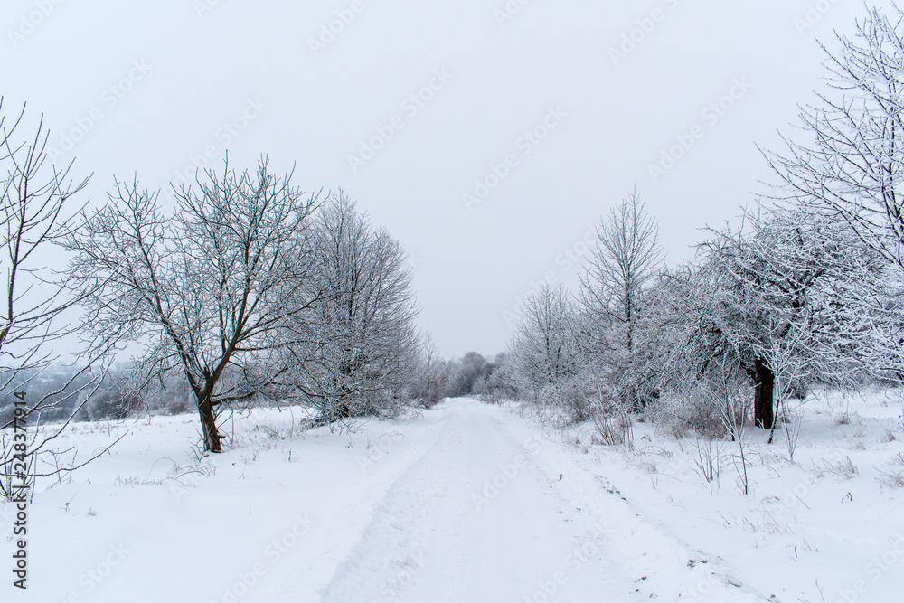 Winter snow trees, New Year's mood. copy space. Winter snow trees, New Year's mood. copy space.