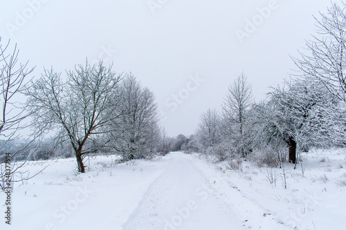 Winter snow trees, New Year's mood. copy space. © Oleksandr Masnyi