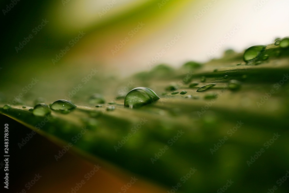 gota de chuva gota de chuva