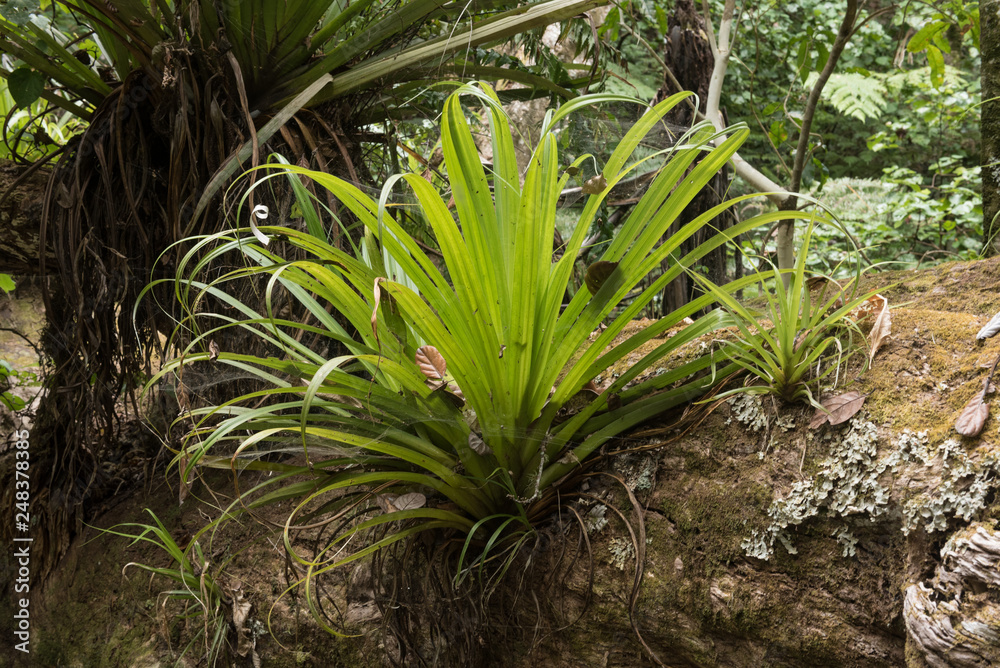 Obraz premium Kahakaha, an epiphyte, growing on the trunk of a large, fallen pururi tree in Tawharanui Regional Park, Auckland, New Zealand.