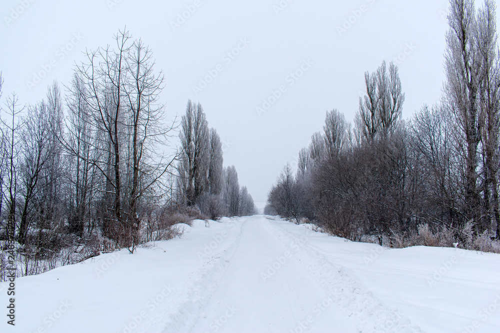 Winter snow trees, New Year's mood. copy space. Winter snow trees, New Year's mood. copy space.