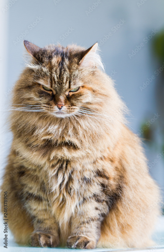 Fluffy siberian cat of livestock in relax in a garden, long haired Fluffy siberian cat of livestock in relax in a garden, long haired
