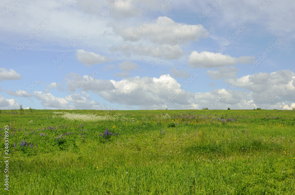 Green meadow in summer Green meadow in summer