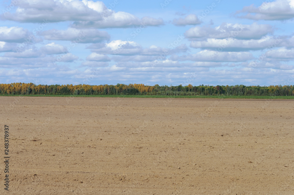 Arable field on forest background