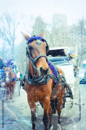 Horse drawn carriage on a snowy winter day outside Central Park New York City