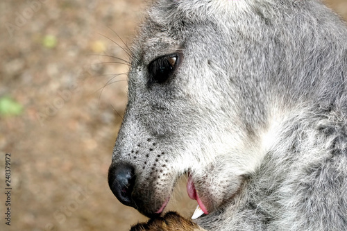Fototapeta Naklejka Na Ścianę i Meble -  close up of kangaroo with mouth open