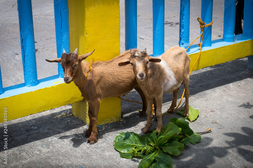 Baby Goats Tied To a Colorful Yellow and Blue Fence in Romblon