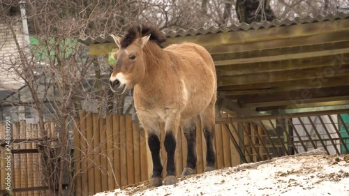 Horse