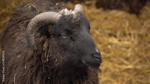 Sheep