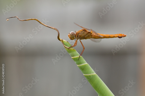 dragonfly on leaf