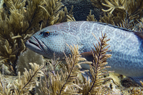 Grouper fish