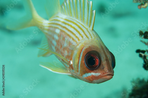 Squirrel fish