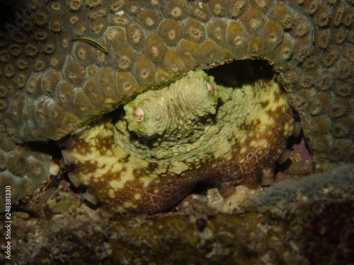 Curious octopus