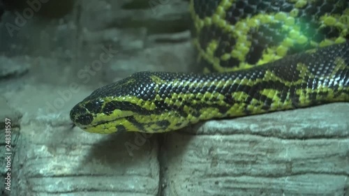 Anaconda