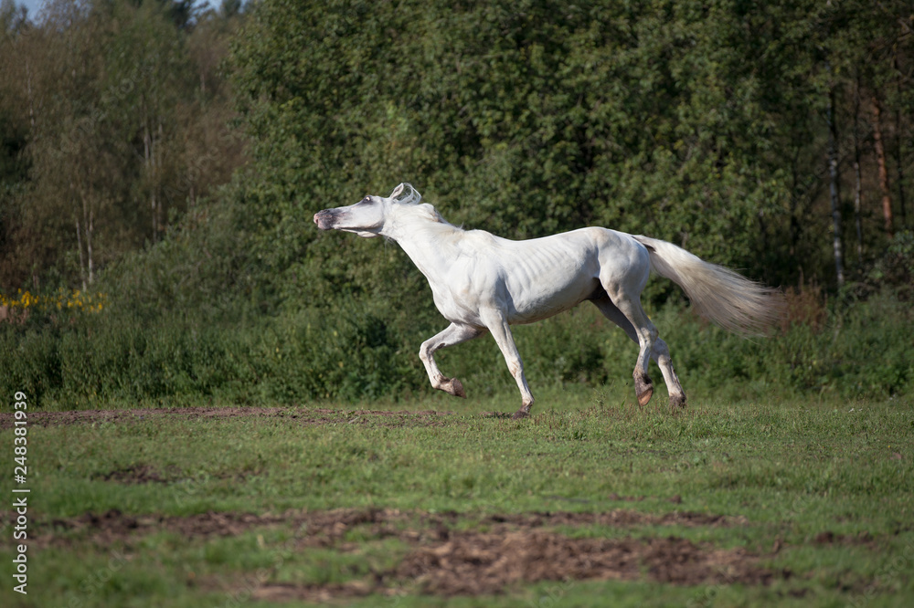  running white beautiful  Orlov trotter stallion at freedom. spring season