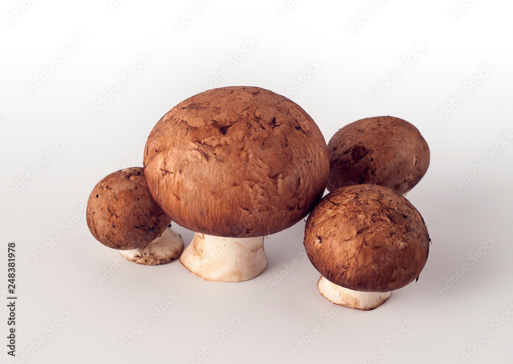 Champignon mushrooms with a brown cap Champignon mushrooms with a brown cap