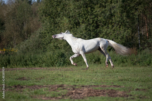  running white beautiful  Orlov trotter stallion at freedom. spring season
