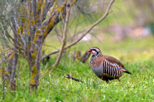 Rothuhn (Alectoris rufa) - Red-legged partridge photo