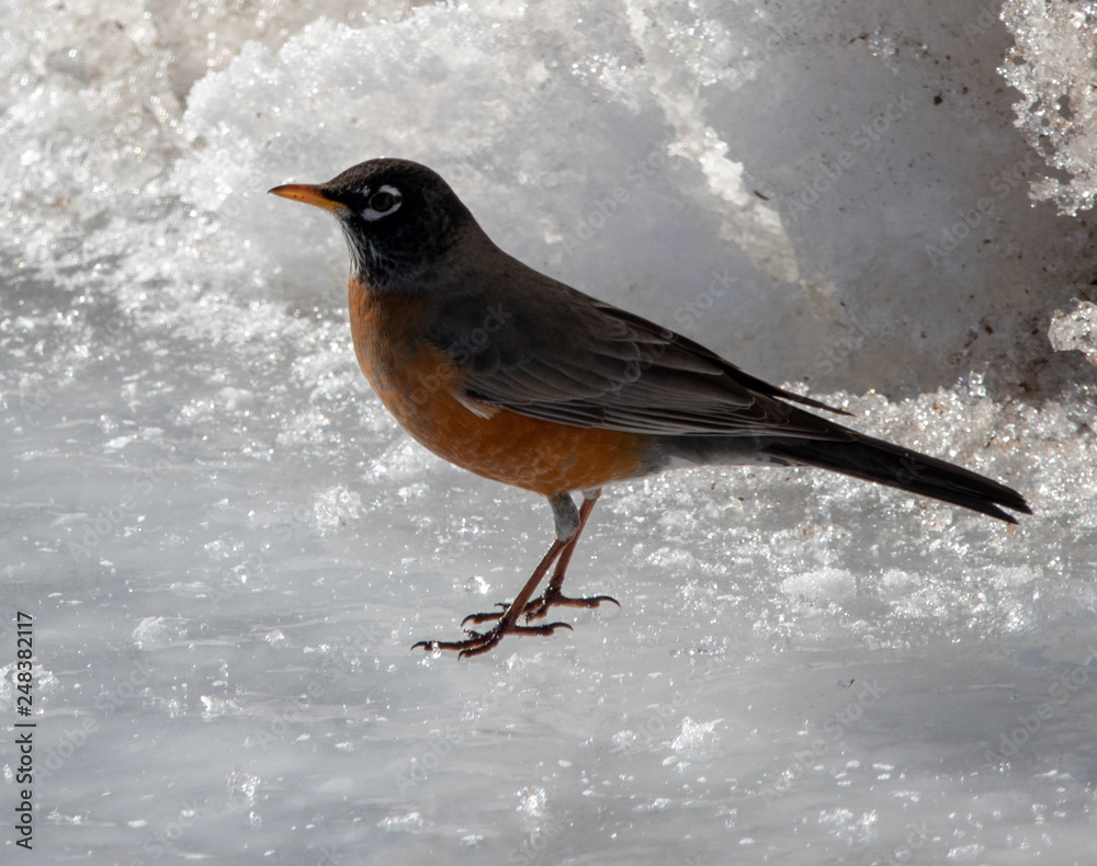 Fototapeta premium robin in the snow