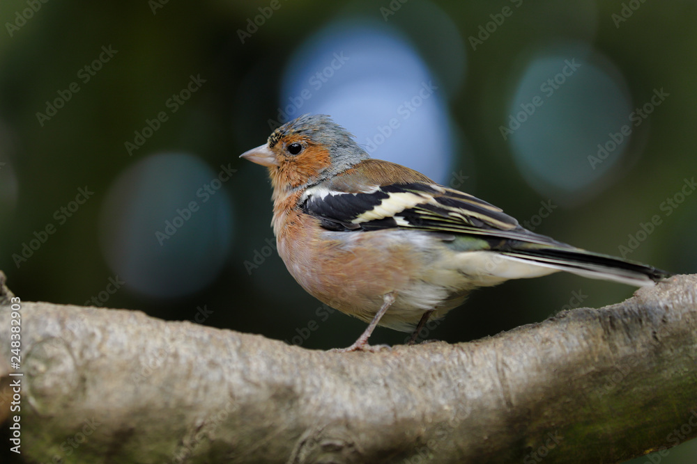 Portrait of male common chaffinch (Fringilla coelebs) on the tree branch Portrait of male common chaffinch (Fringilla coelebs) on the tree branch