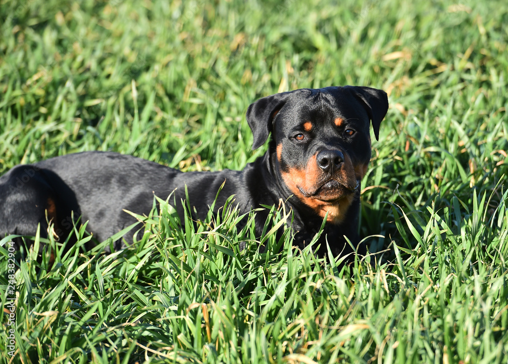 rottweiler in the green field rottweiler in the green field