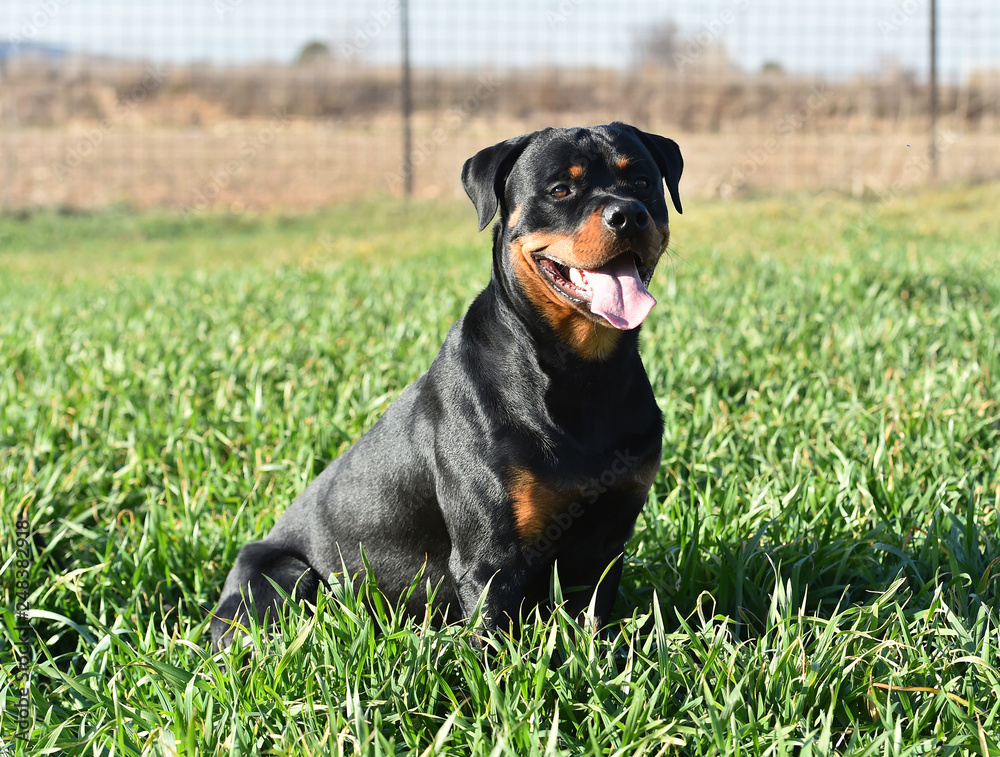 rottweiler