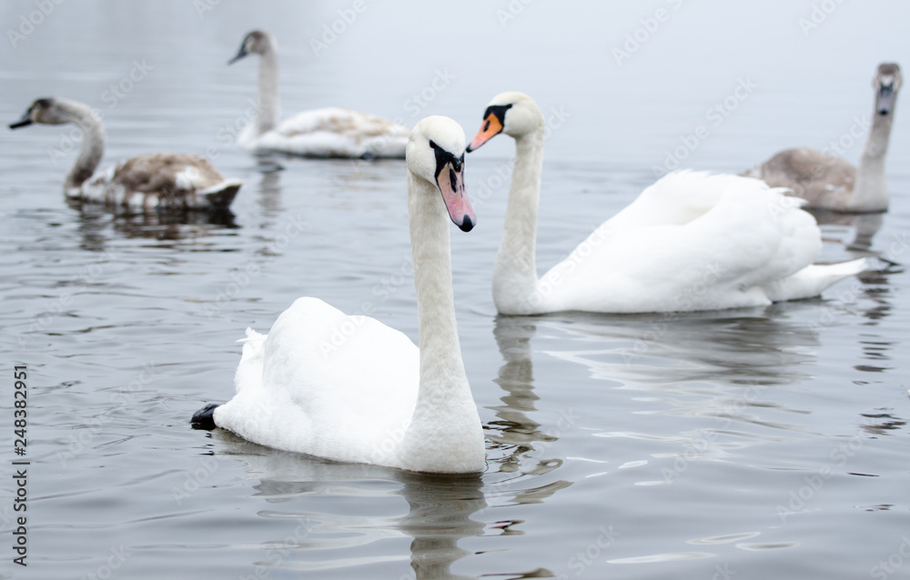 Fototapeta premium Beautiful white elegant swans bird on a foggy winter river.