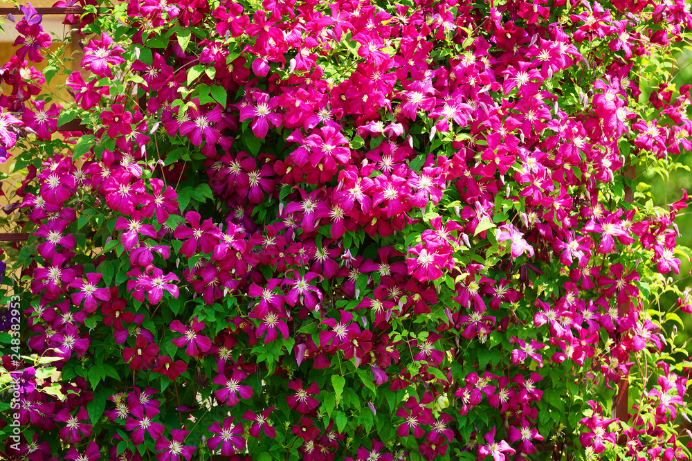 Pink clematis flowers blooming on shrub in sunlight. Spring garden in blossom.