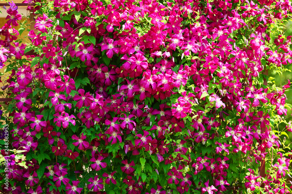 Pink clematis flowers blooming on shrub in sunlight. Spring garden in blossom. Pink clematis flowers blooming on shrub in sunlight. Spring garden in blossom.
