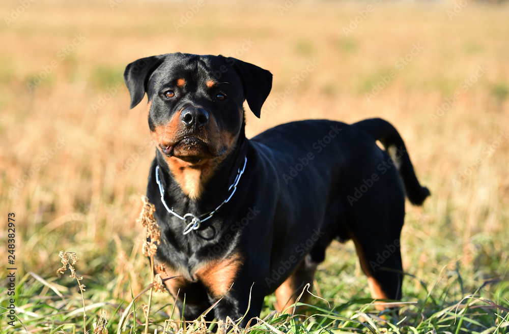 rottweiler rottweiler