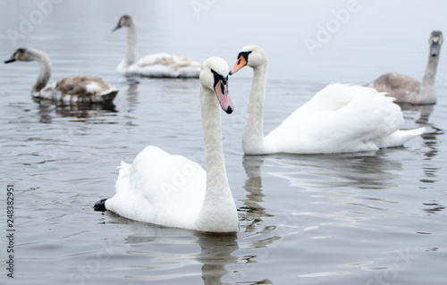 Beautiful white elegant swans bird on a foggy winter river.