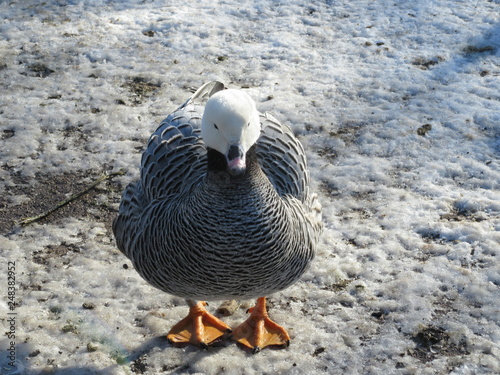 Emperor goose in snow © Jennifer de Montfort