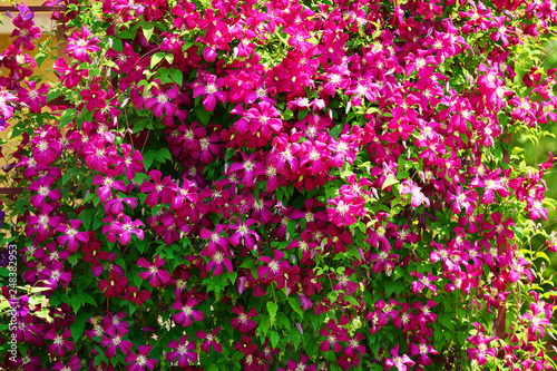 Pink clematis flowers blooming on shrub in sunlight. Spring garden in blossom.