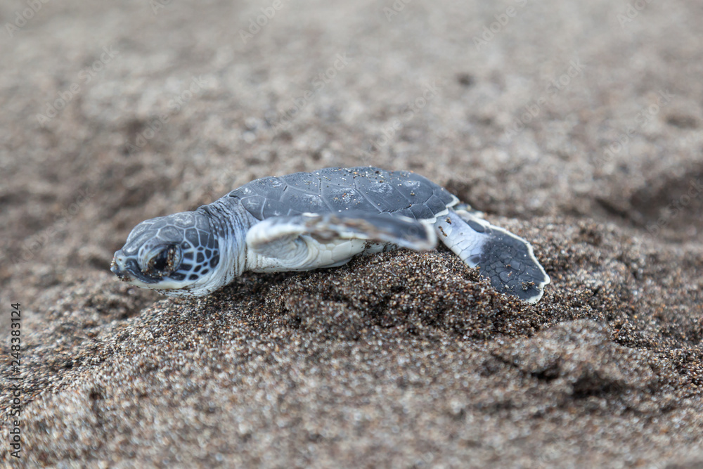 A baby green turtle (Chelonia mydas) crawling to the ocean on the beach in Costa Rica.