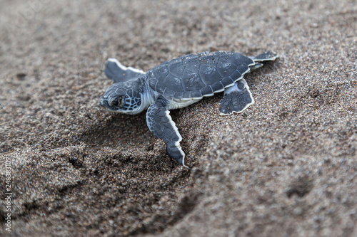 A baby green turtle (Chelonia mydas) crawling to the ocean on the beach beside a foot print in Costa Rica.